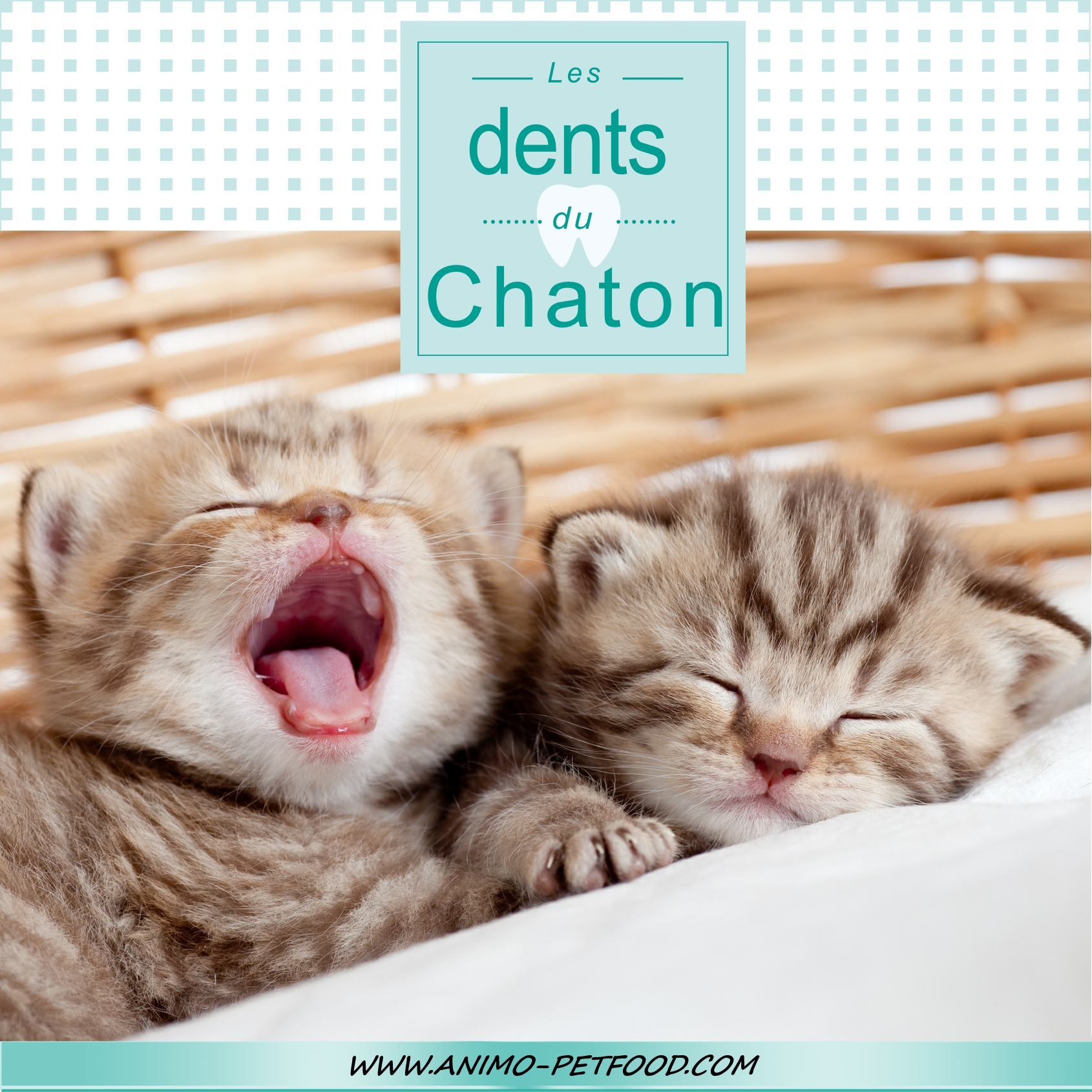 les dents du chaton